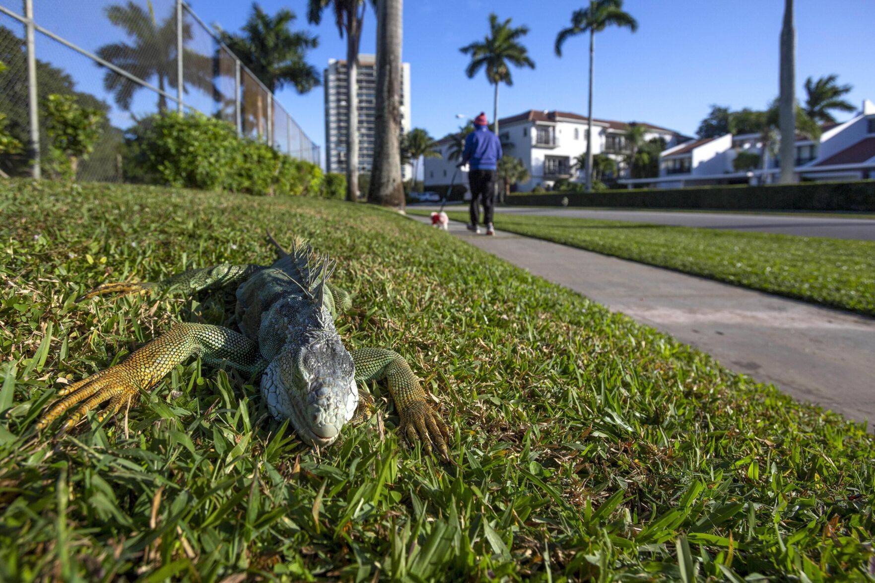 Florida's falling lizards are getting used to cold winter temperatures